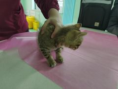 -北京观赏动物医院·24小时大型综合·猫专科·异宠专科