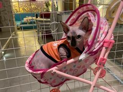 -天空花园餐吧·生日·团建(南山店)