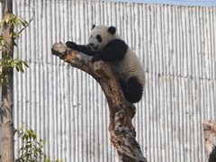 -成都大熊猫繁育研究基地