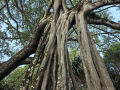 -瑞丽独树成林风景区