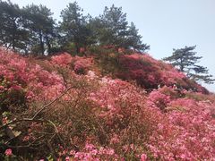 -木兰云雾山