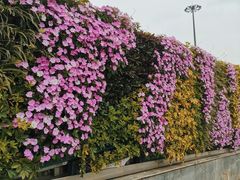 -深圳国际园林花卉博览园