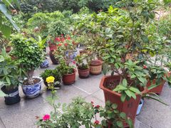-哈尔滨极乐寺