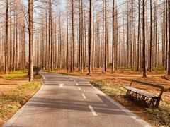 -黄海国家森林公园