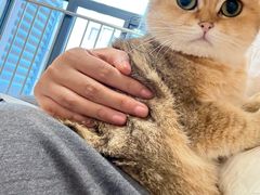 -唐小姐の私宠·宠物洗护美容·撸猫馆·购宠(周浦万达旗舰店)