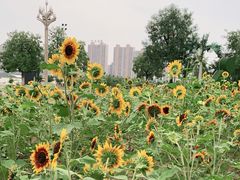 -咸阳湖景区-统一广场