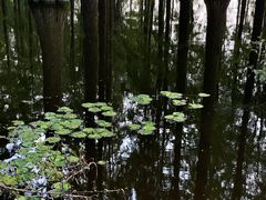 -渌洋湖湿地公园