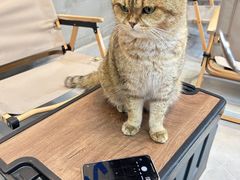 -Heymao猫咖.咖啡厅(东门店)