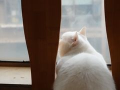 -猫咖时代(中山亭店)