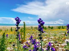 -青海湖国家重点风景名胜区