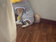 -谐和益家动物医院·免疫绝育·血液透析·宠保定点医院(高新伊藤分院)
