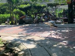 -吉隆坡雀鸟公园
