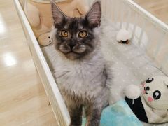 -十年猫舍·猫咪专门店(普陀店)