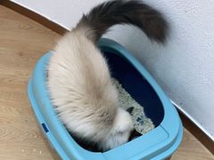 -1013 PET SHOP精品宠物商店(丁香店)