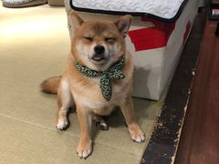 -逗柴咖啡屋·狗咖猫咖宠物桌游