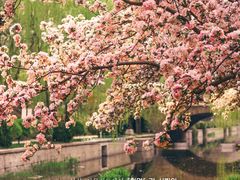 -海棠花溪(元大都城垣遗址公园)