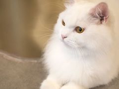 -飞行喵MR PILOT|猫舍·猫咖(静安大融城店)