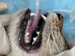 -拜鲁耶动物诊疗中心·宠家动物医院