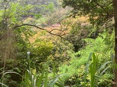 -广州白江湖森林公园