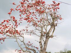 -三亚南山文化旅游区