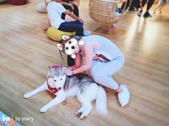 -Husky Go! 哈士奇体验馆·宠物咖啡厅狗咖