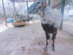 -青藏高原野生动物园