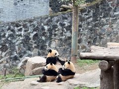 -都江堰中华大熊猫苑
