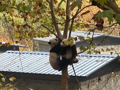 -都江堰中华大熊猫苑