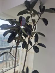 -HEYAN荷妍专业脱毛连锁机构