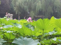 -莲湖公园