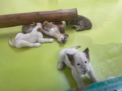 -北京野生动物园