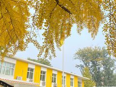 -三里屯东五街银杏大道