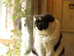 -海边的猫和咖啡馆