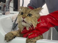 -贝康宠物医院·犬猫全科·小动物特色诊疗中心(东环路店)