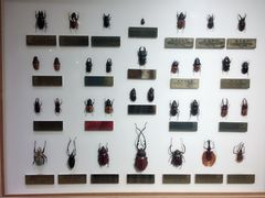 -上海昆虫博物馆