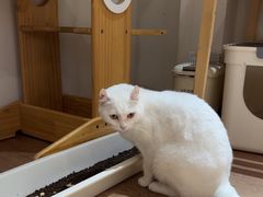 -有猫主题·治愈系猫咖(曾厝垵店)