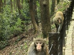 -苏州上方山国家森林公园