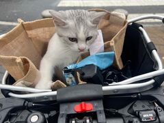 -博特宠物医院24h犬猫全科.骨科·异宠