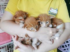 -70cat德文卷毛猫·缅因猫纯种猫舍