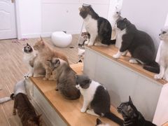 -李小姐の猫咖啡馆(五角场店)