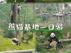 -成都大熊猫繁育研究基地