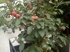 -茅庐·川粤精品私房菜(金沙遗址店)