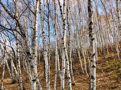 -塞罕坝国家级自然保护区