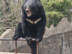 -东方熊牧场