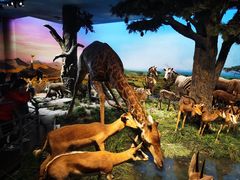 -国家自然博物馆