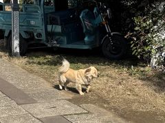 -巢湖姥山岛