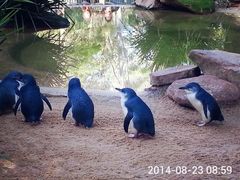 -费瑟代尔野生动物园