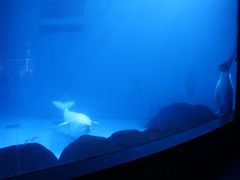 -海合安成都极地海洋公园