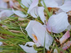 -海棠花溪(元大都城垣遗址公园)