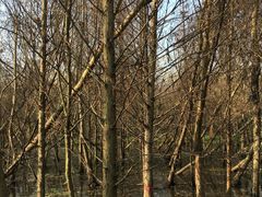 -桤木河湿地公园